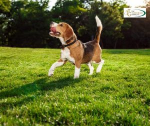Pets and Lawn: Tips for a Safe and Healthy Coexistence