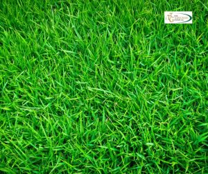 Effective Strategies for Dealing with Weeds in Your Lawn