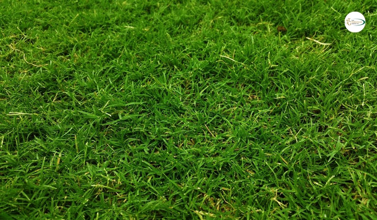 Tiftuf Bermuda Grass Installation Tips Ensure A Successful Lawn 9433