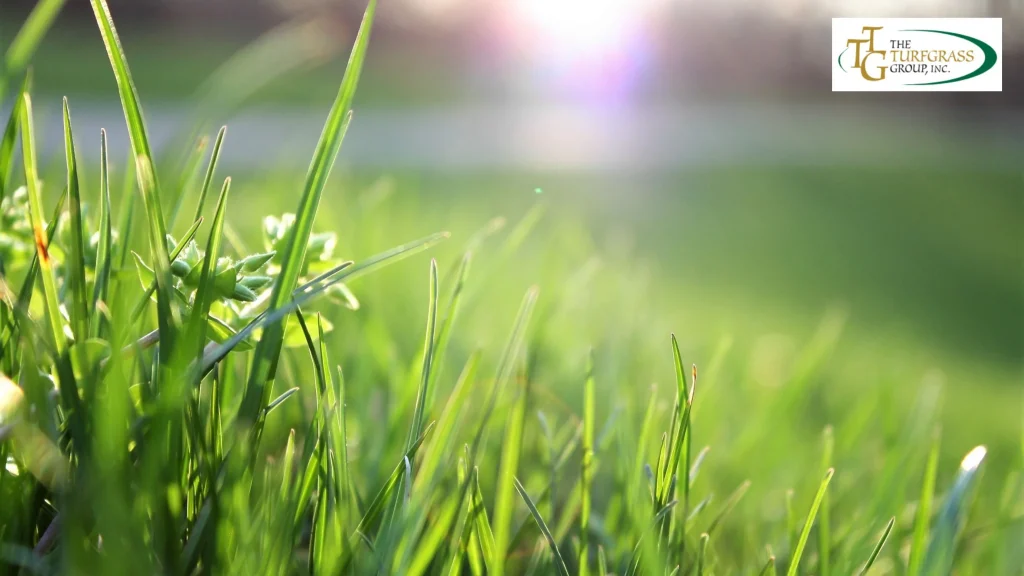 Zoysia Grass