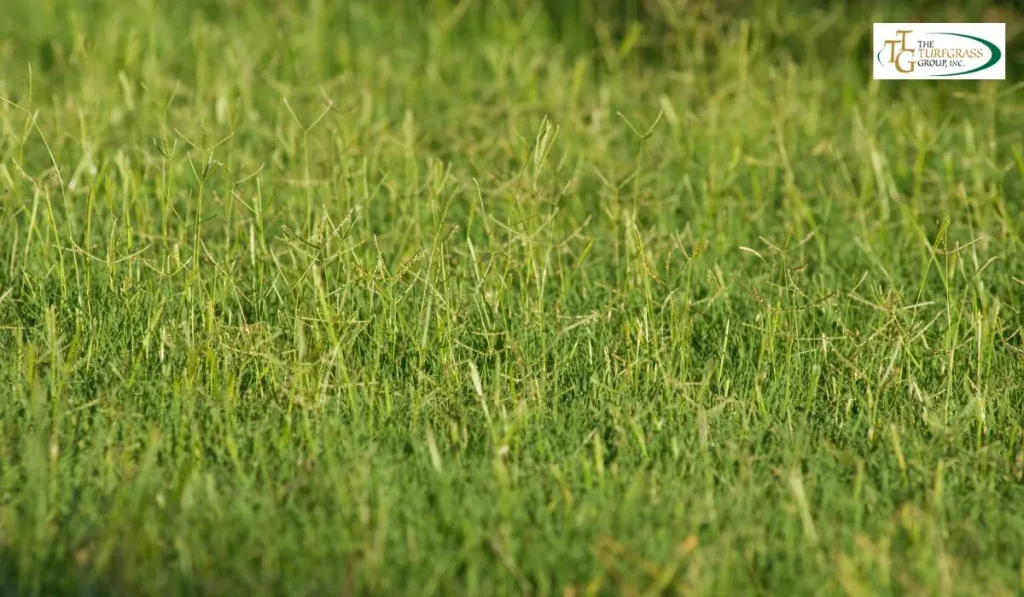 Bermuda Grass