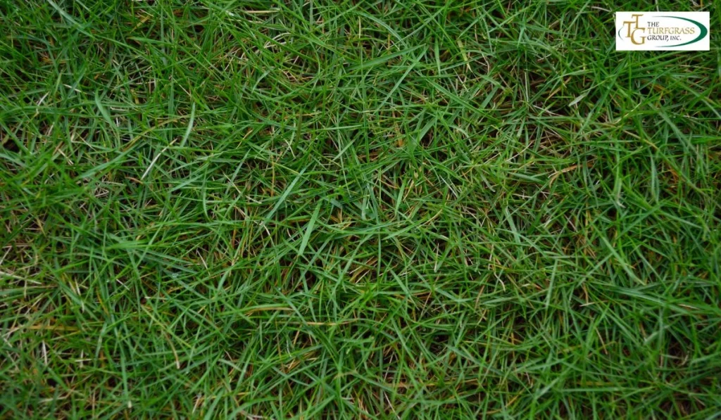 Bermuda Grass