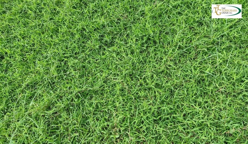 Smart Drop Certification is water-efficient solutions like TifTuf Bermuda, reducing water consumption, and eco-friendly Bermuda Grass Lawn.