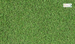 Choosing the right turfgrass ensures a durable, healthy lawn that thrives in your specific environment and withstands heavy use.