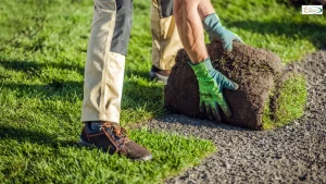 Turfgrass Varieties