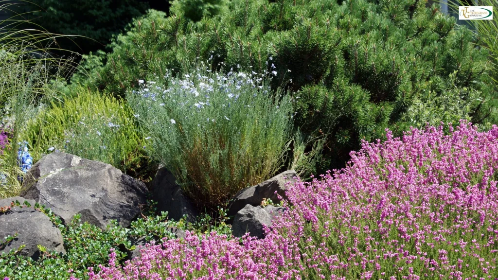 Drought Tolerant Lawn