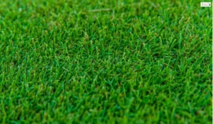 TifGrand® Bermuda Sod