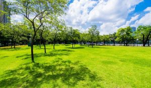 Keep TifTuf Bermuda Lawn Lush