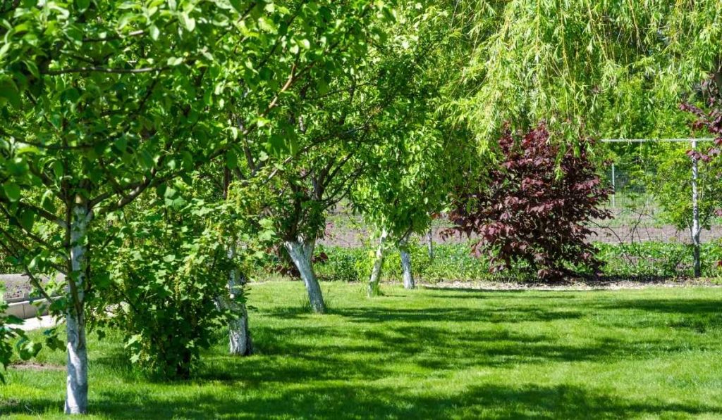 TifTuf® Bermuda Turf TifTuf® Bermuda Turf