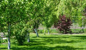 TifTuf® Bermuda Turf