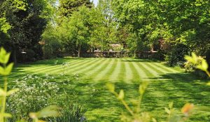 TifTuf® Bermudagrass lawn
