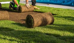 Time of Year to Install Zeon Zoysia®