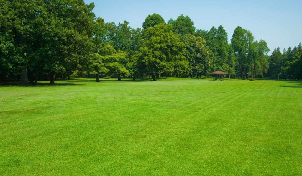 Trinity™ Zoysia Grass Benefits Trinity™ Zoysia Grass Benefits
