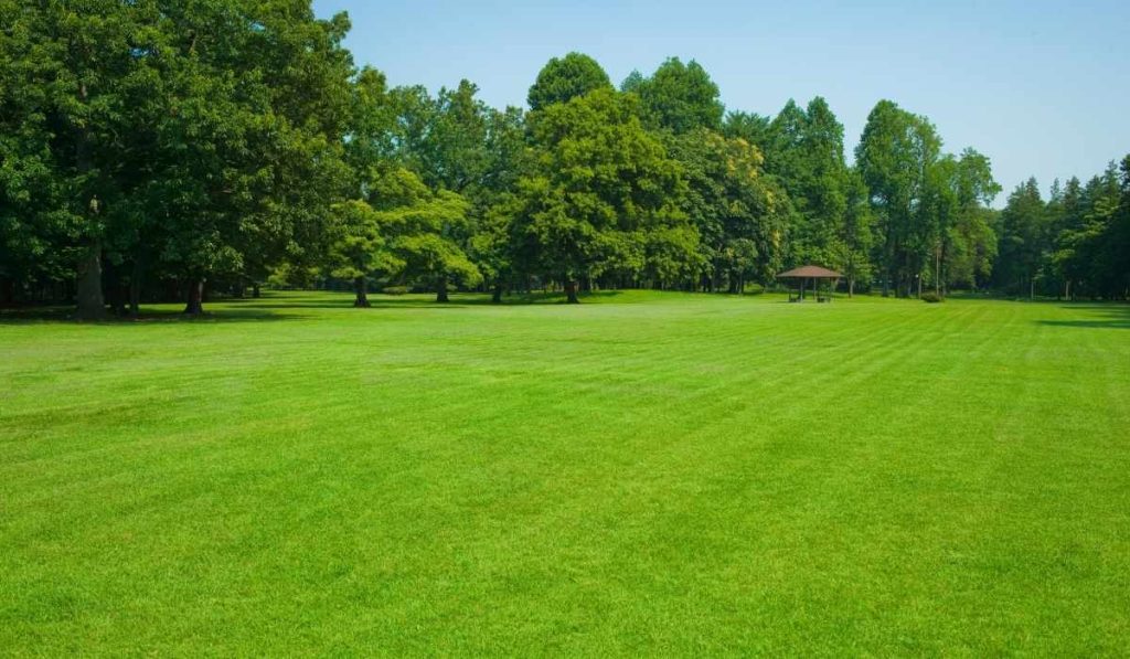 Bermuda grass lawn Bermuda grass lawn