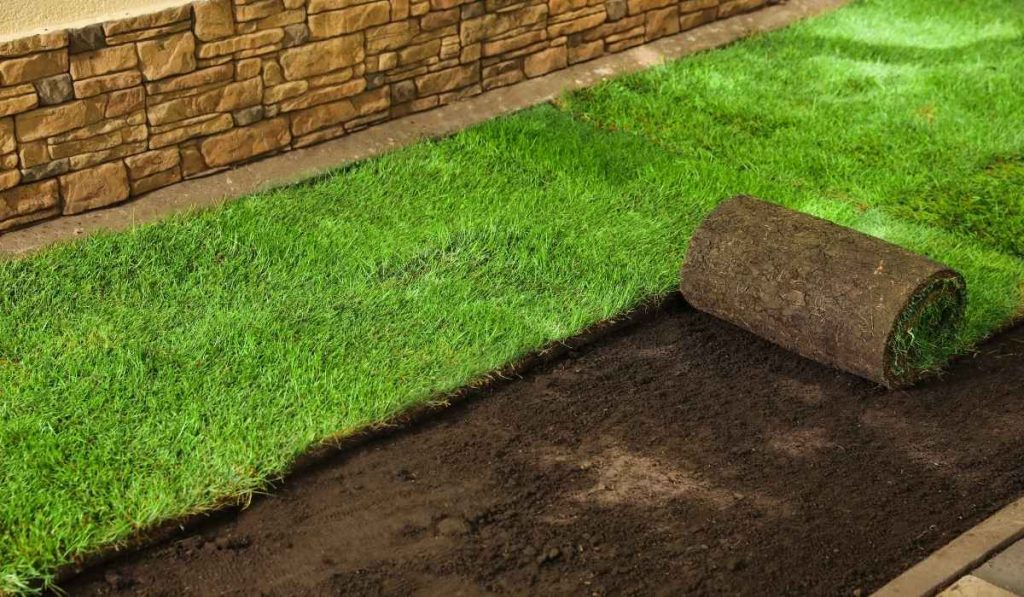 JaMur® Zoysia Sod Grass Care JaMur® Zoysia Sod Grass Care