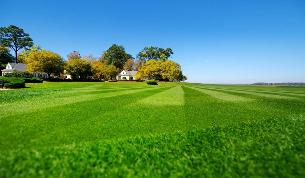 TifTuf® Bermudagrass Tough Weather Conditions TifTuf® Bermudagrass Tough Weather Conditions