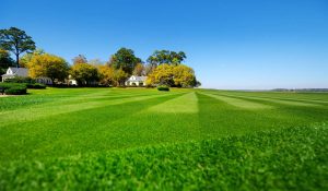 TifTuf® Bermudagrass Tough Weather Conditions