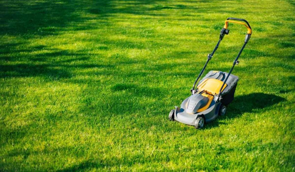 Zeon Zoysia® Velvet-Like Lawn Zeon Zoysia® Velvet-Like Lawn